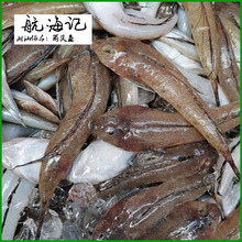 鲜美无限 惠来冰鲜箭头鱼的潮汕深海魅力