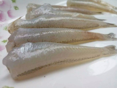 去头沙丁鱼与沙梭鱼 餐饮界不容忽视的优质水产食材
